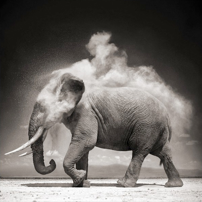 nickbrandt1