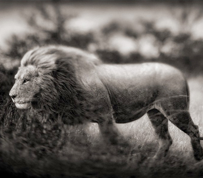 nickbrandt2