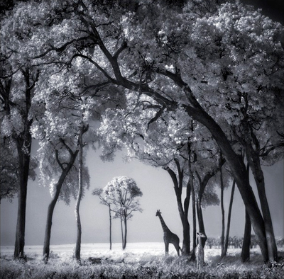 nickbrandt3