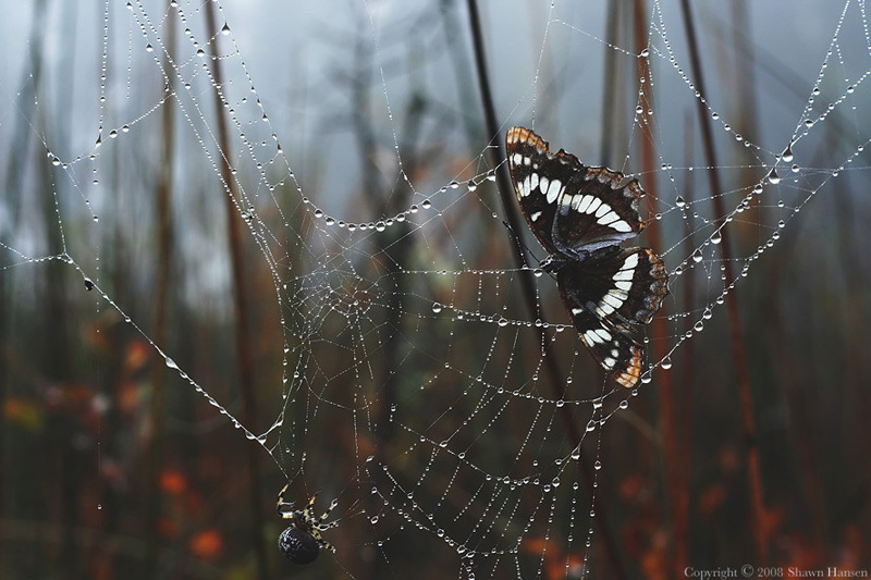 Art Photography by Wroth