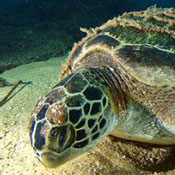 Underwater