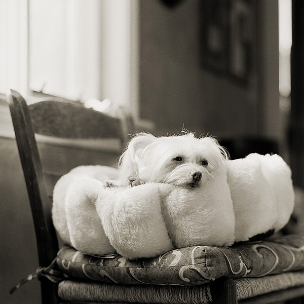 Sassy, Chinese Crested Dog, with Heart Disease
