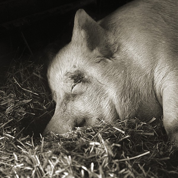 Teresa, Yorkshire Pig, Age 13