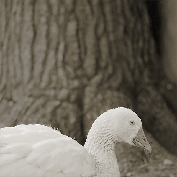 Embden Goose, Age 28, I
