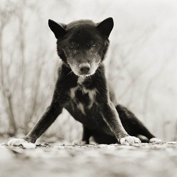 Blue, Australian Kelpie, Age 19, I