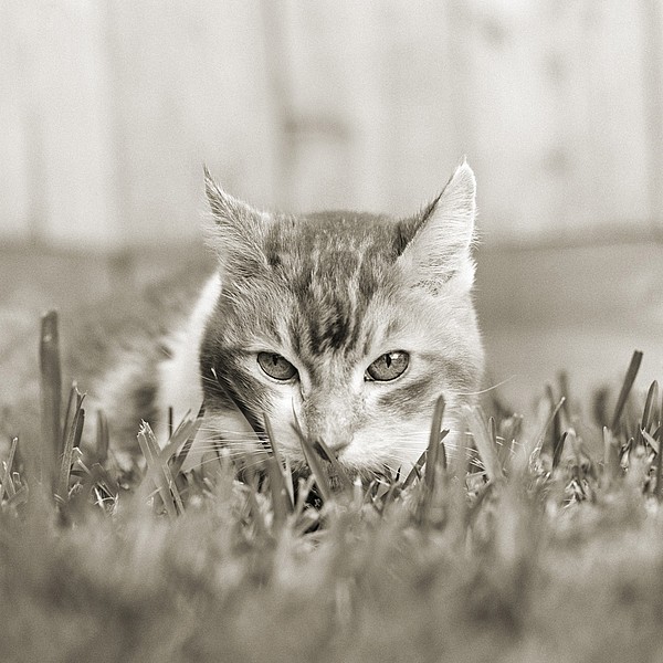 Sophie, Domestic Shorthair Cat, Age 19