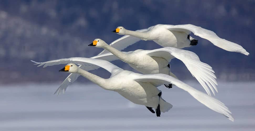 Cisnes volando