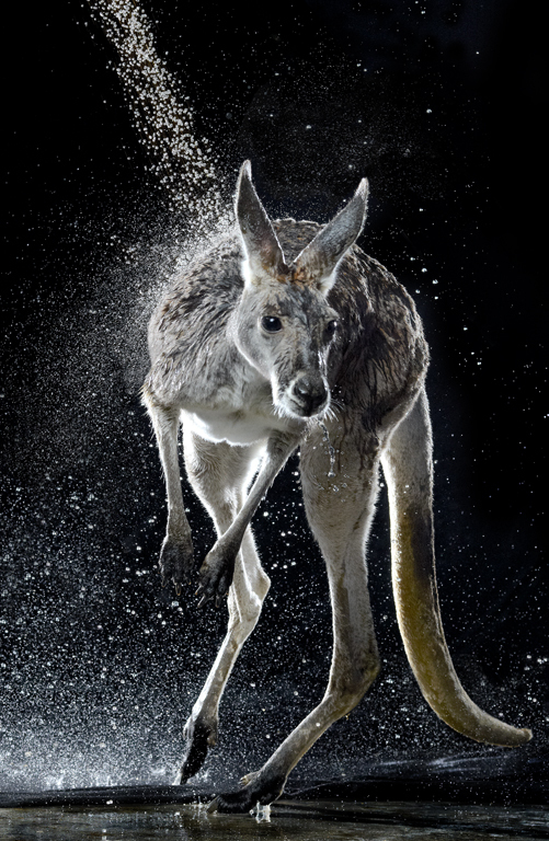Canguro saltando sobre agua