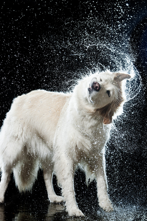 Perro blanco sacudiendose agua