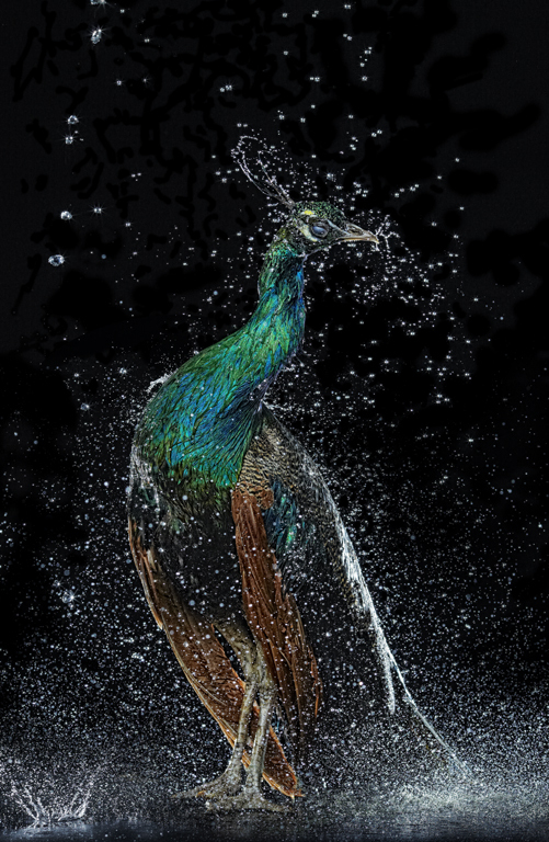Un pavo real mojado de agua