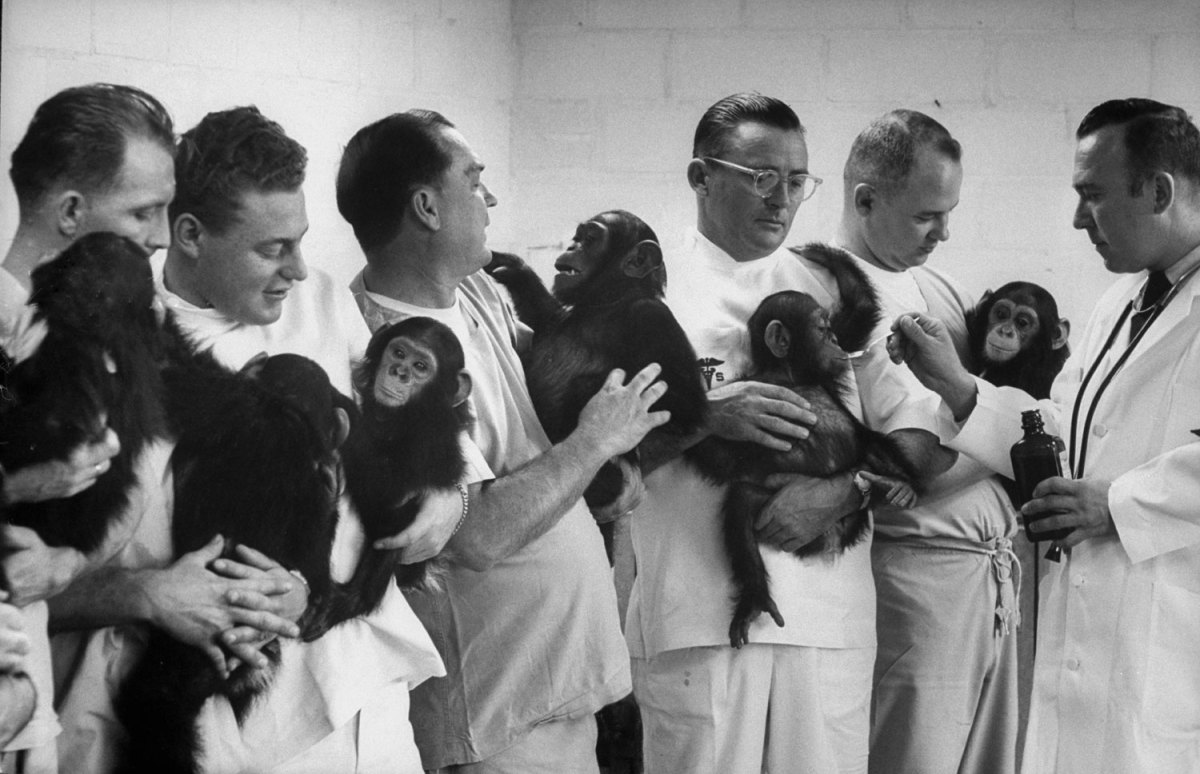 Ham_primer_chimpancé_astronauta-fotografia-oldskull-15