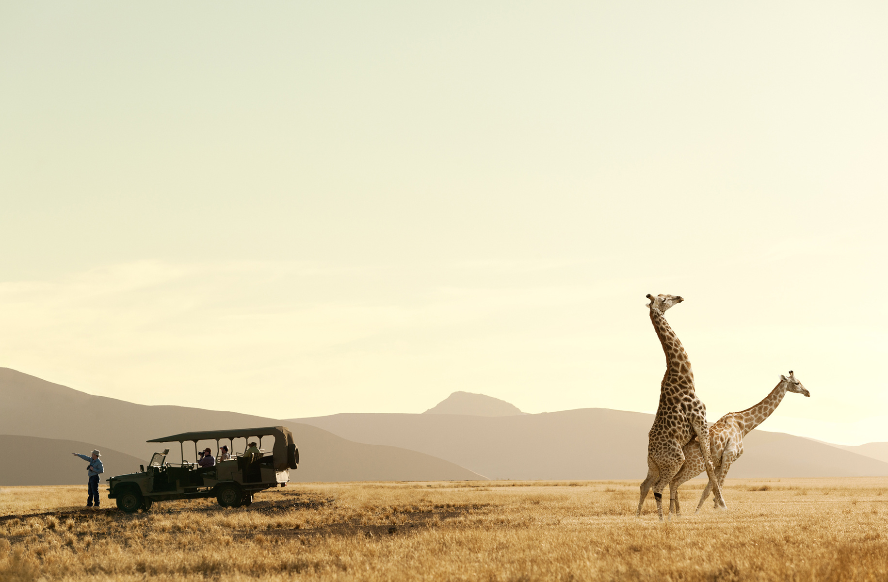 girafas en la sabana