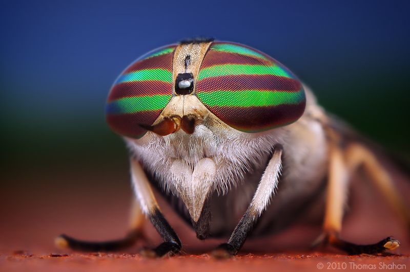 Fotografía macro de insectos