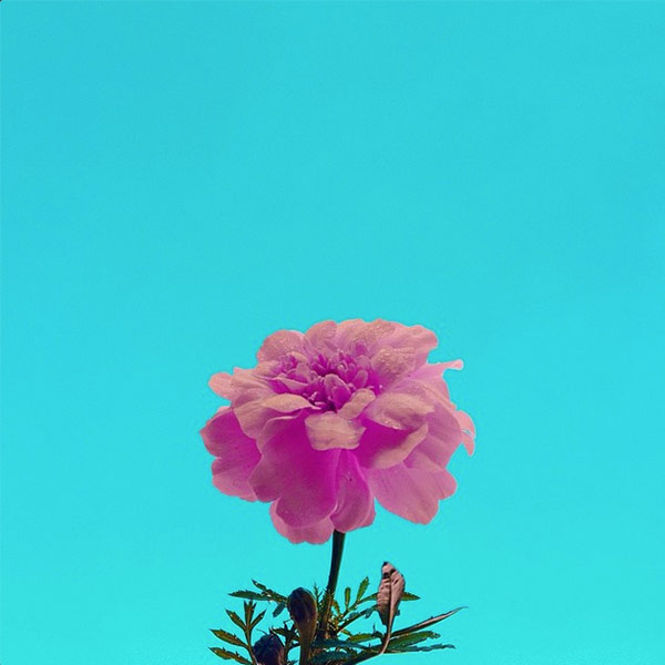 FOTOGRAFÍA DE UNA ROSA EN TONO PASTEL