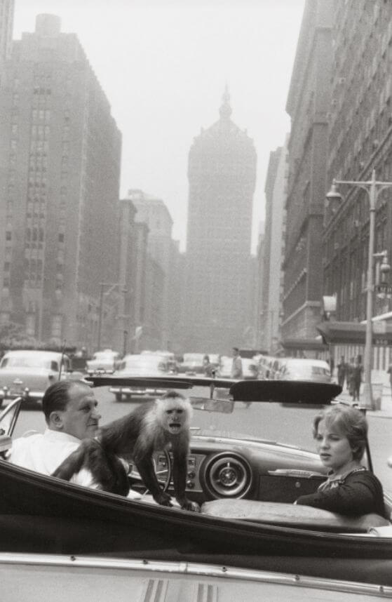 Pareja en un coche con un mono conduciendo por nueva york 