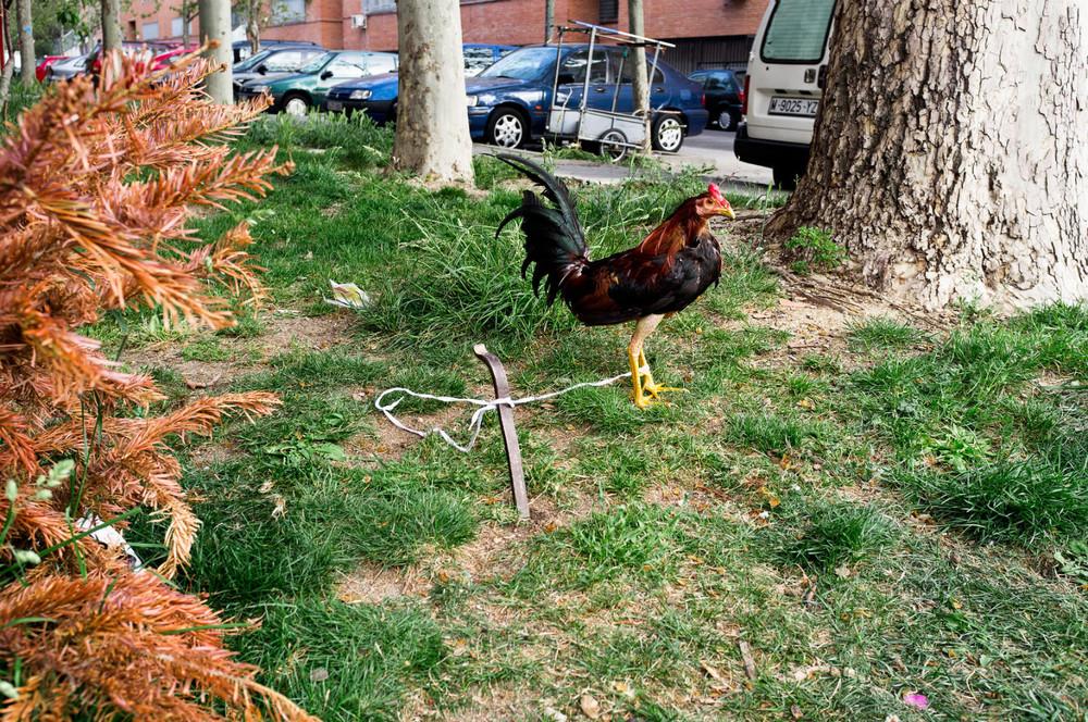 Fotografía de un gallo de pelea