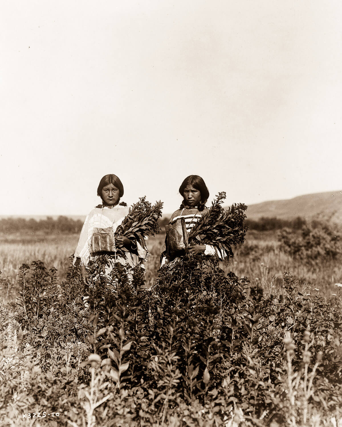 Indios nativos cultivando