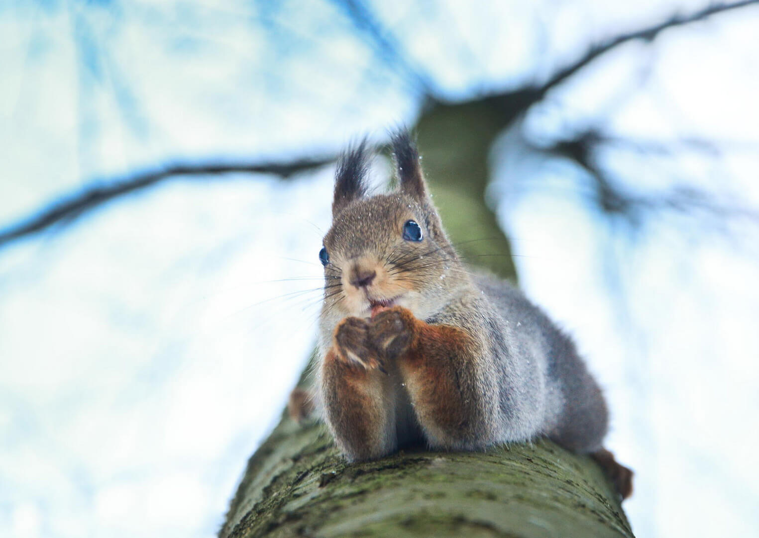fotografía de una ardilla en un arbol