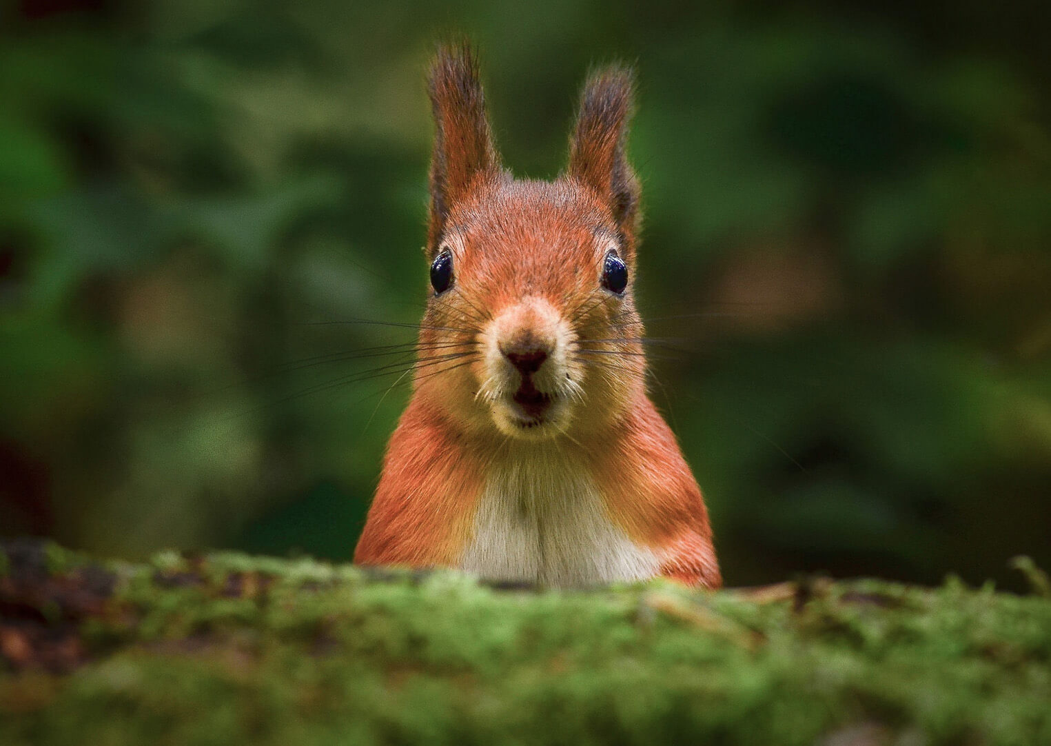 Fotografia de una ardilla de cerca