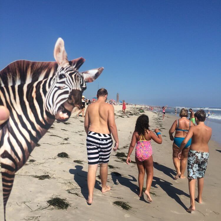 collage de una cebra en la playa