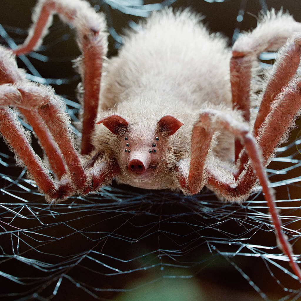 cerdo araña mudbug