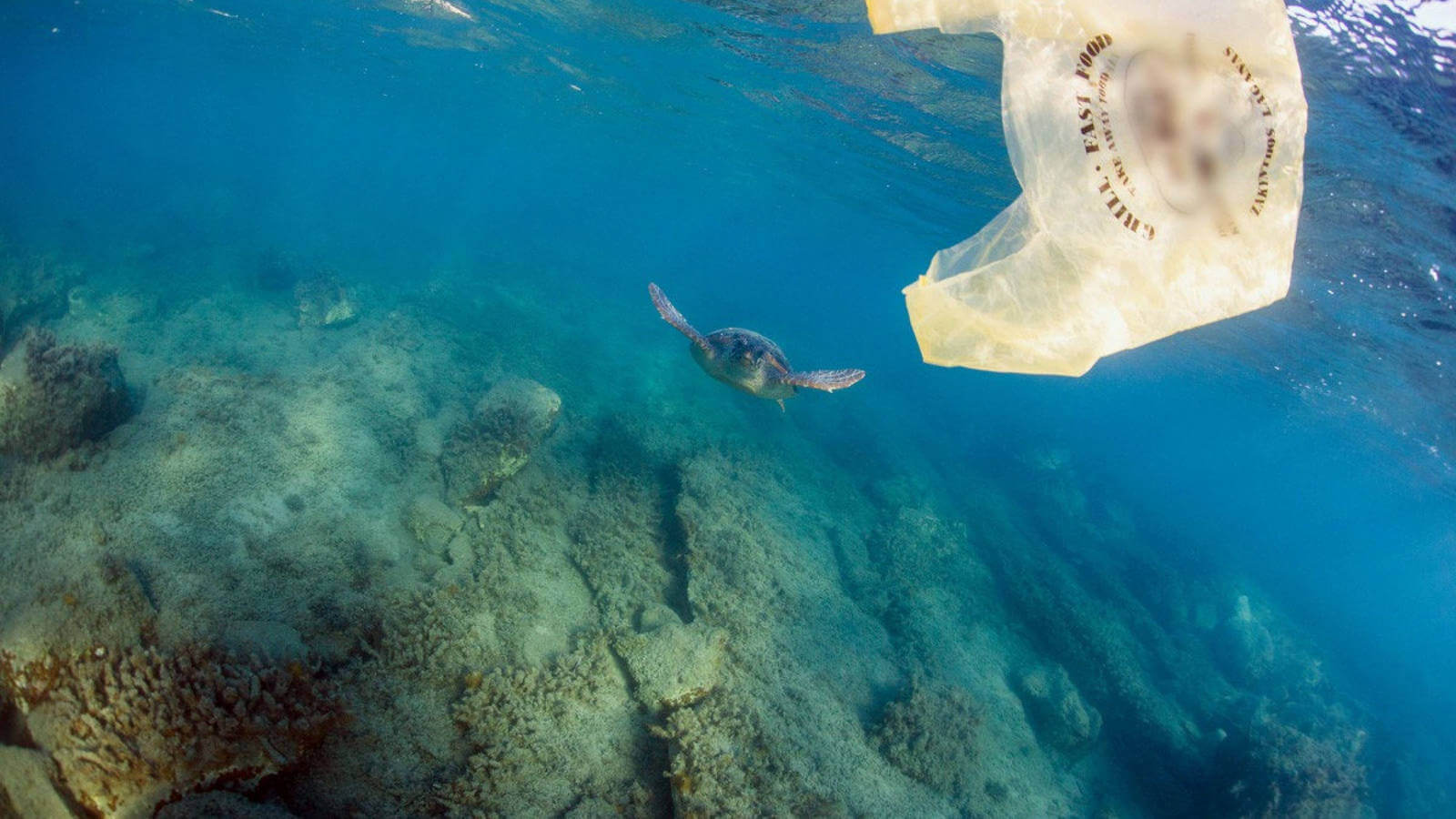 bolsas oceanos