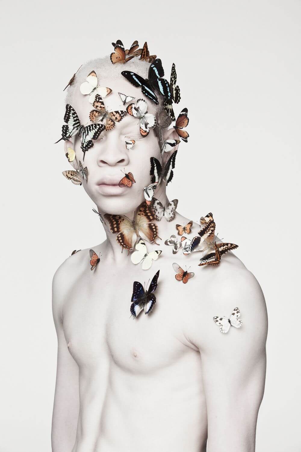 albus cara con mariposas justin dingwall