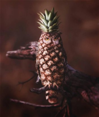 buho piña Ronald Ong