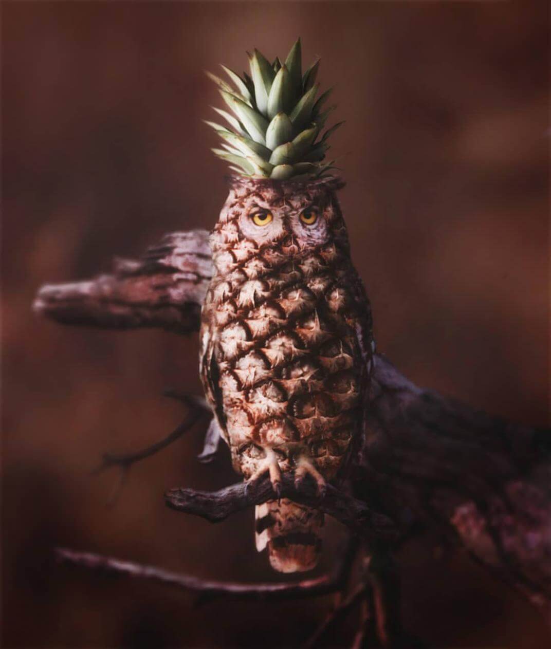 buho piña Ronald Ong