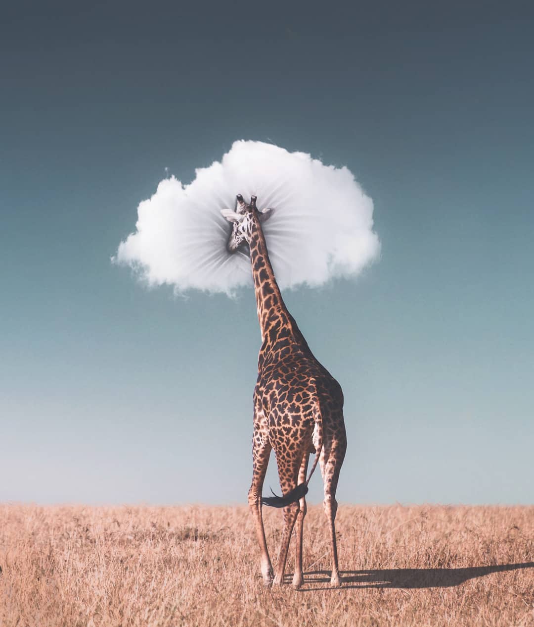 jirafa con nube de almohada