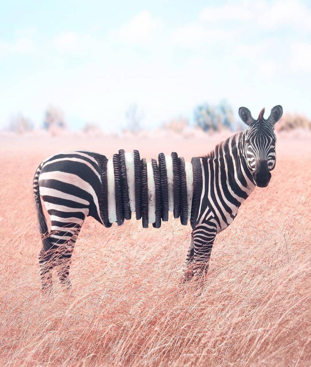 zebra oreo Ronald Ong