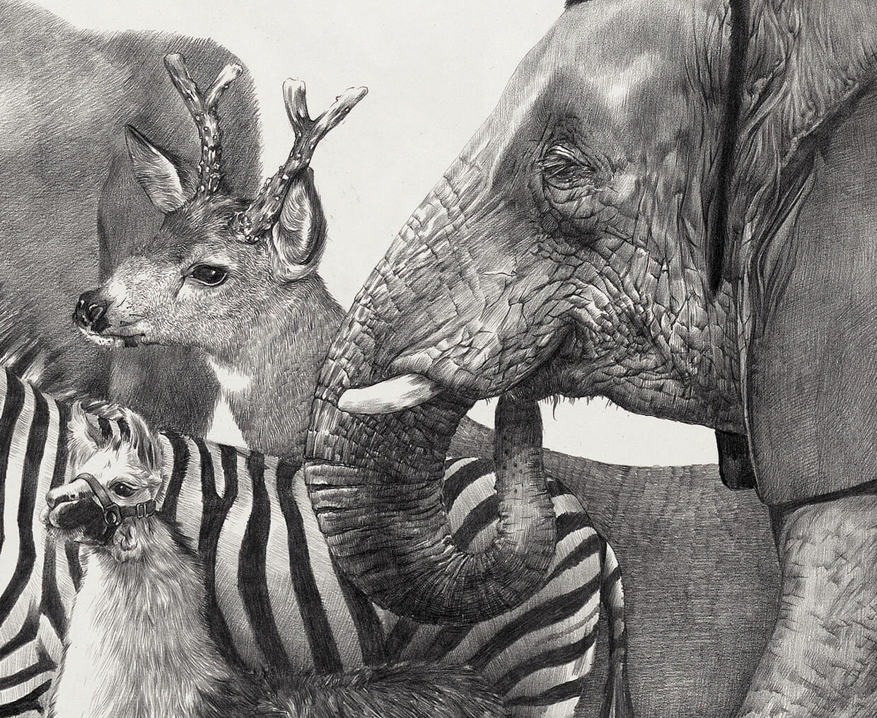 animales blanco y negro ilustracion zhao na