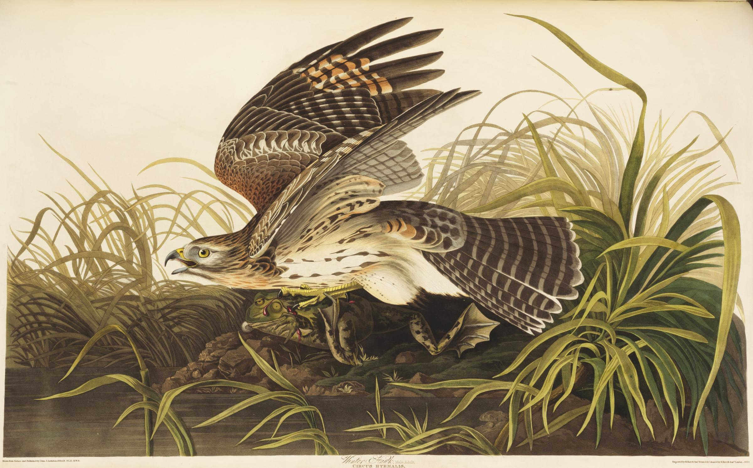 ilustración de un halcón de el libro birds of america
