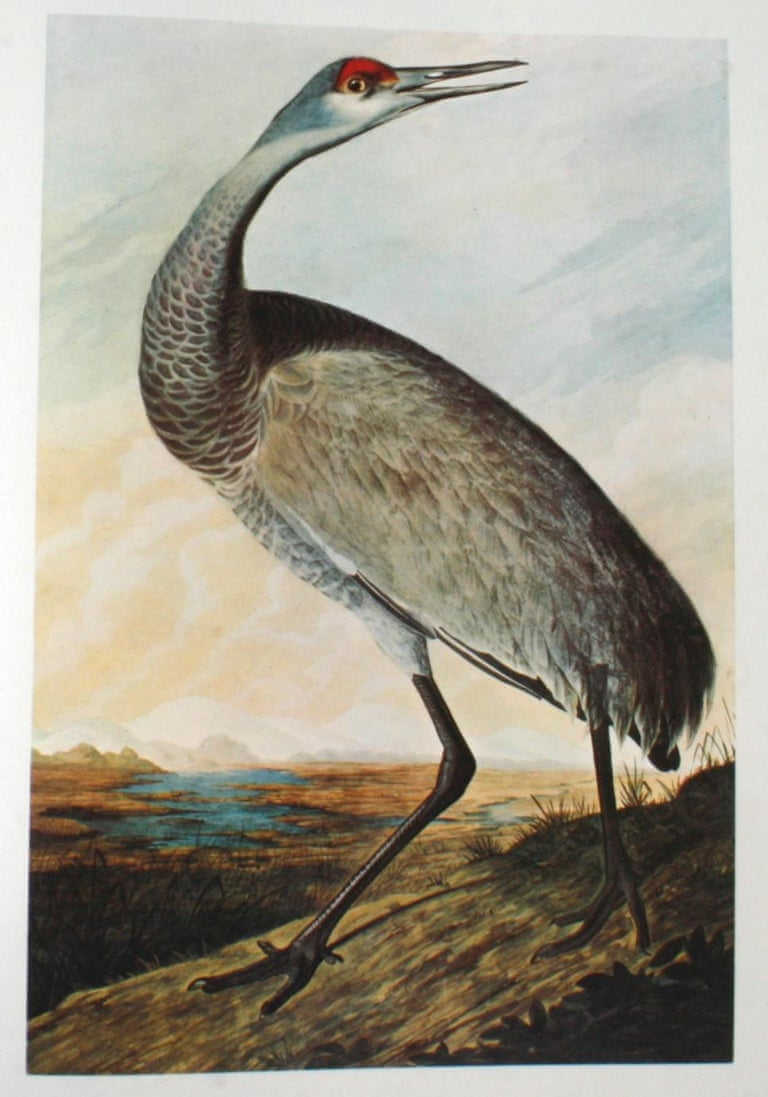 The birds of america, el libro más caro de la historia
