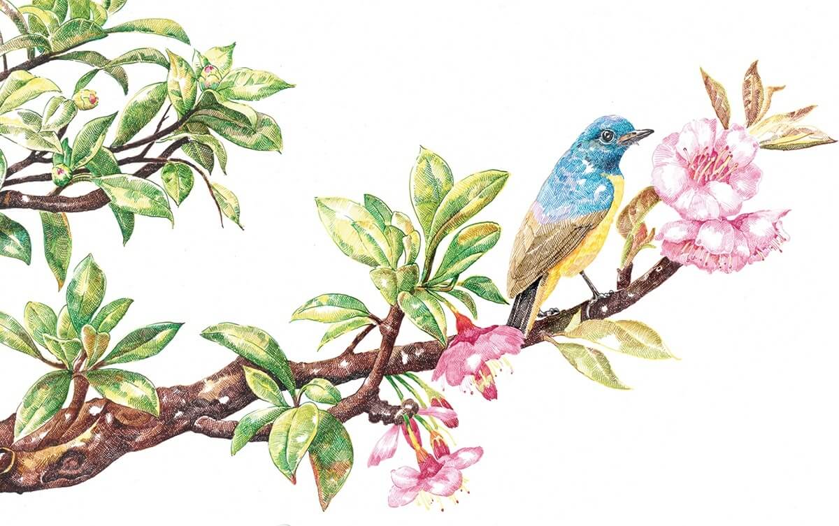 cherry blossom bird summer zhao na