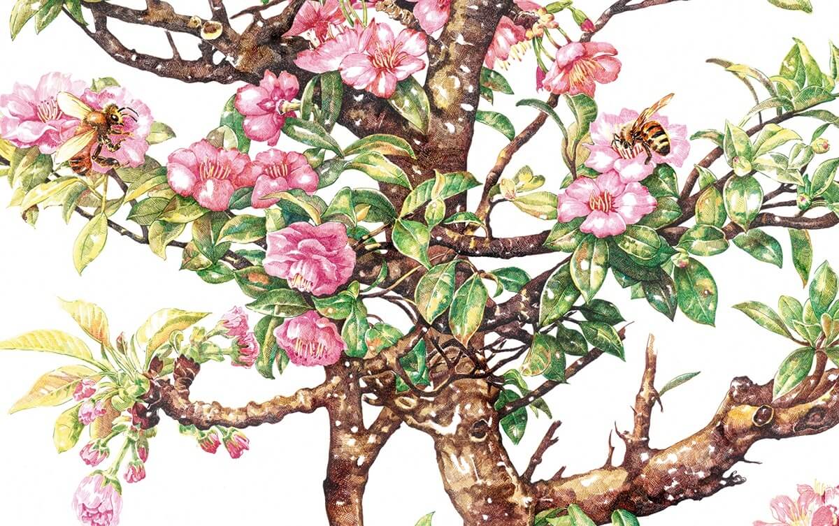 verano floreciendo con abeja zhao na