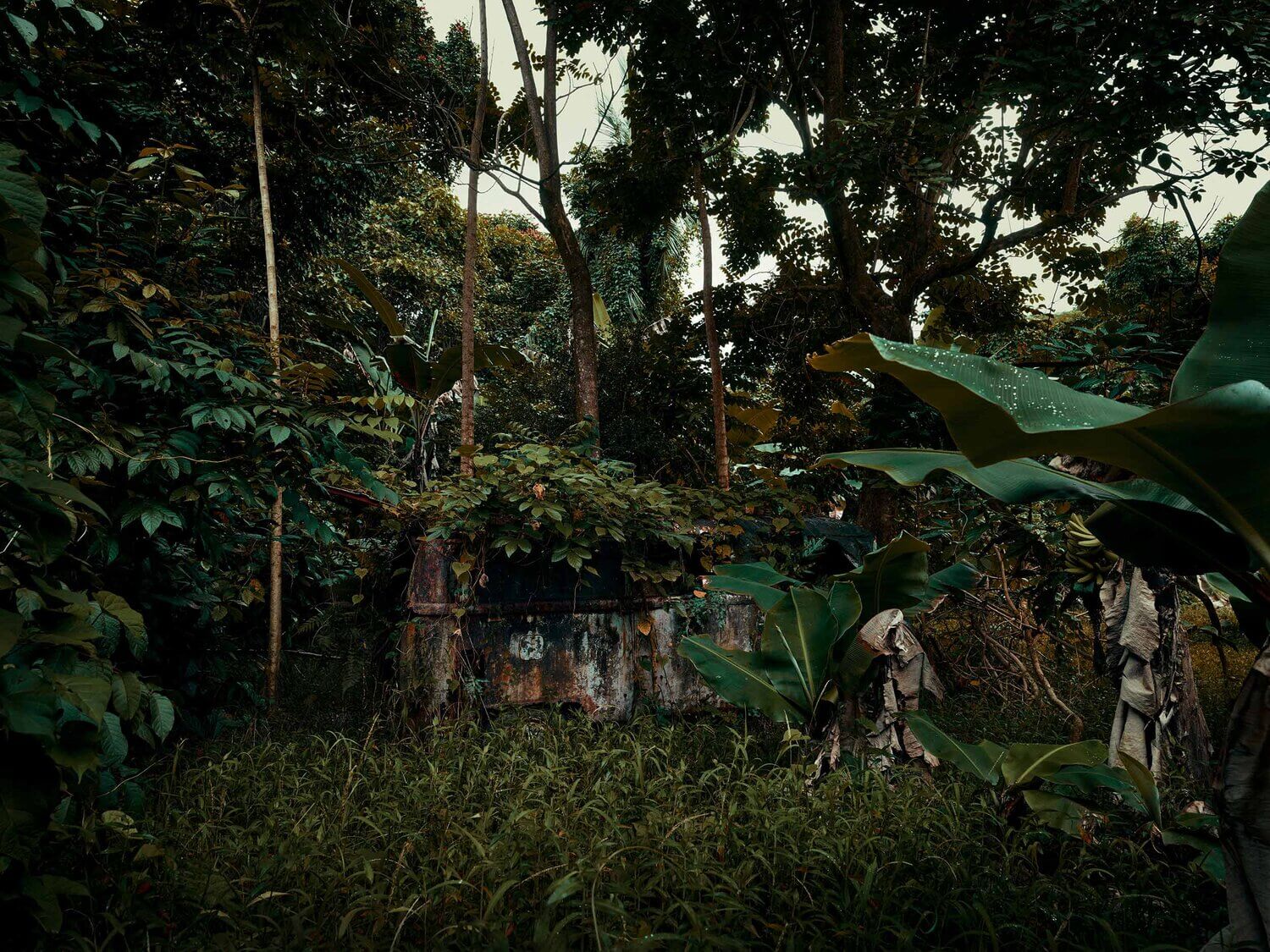 COCHES OXIDADOS EN LA SELVA DE MAUI