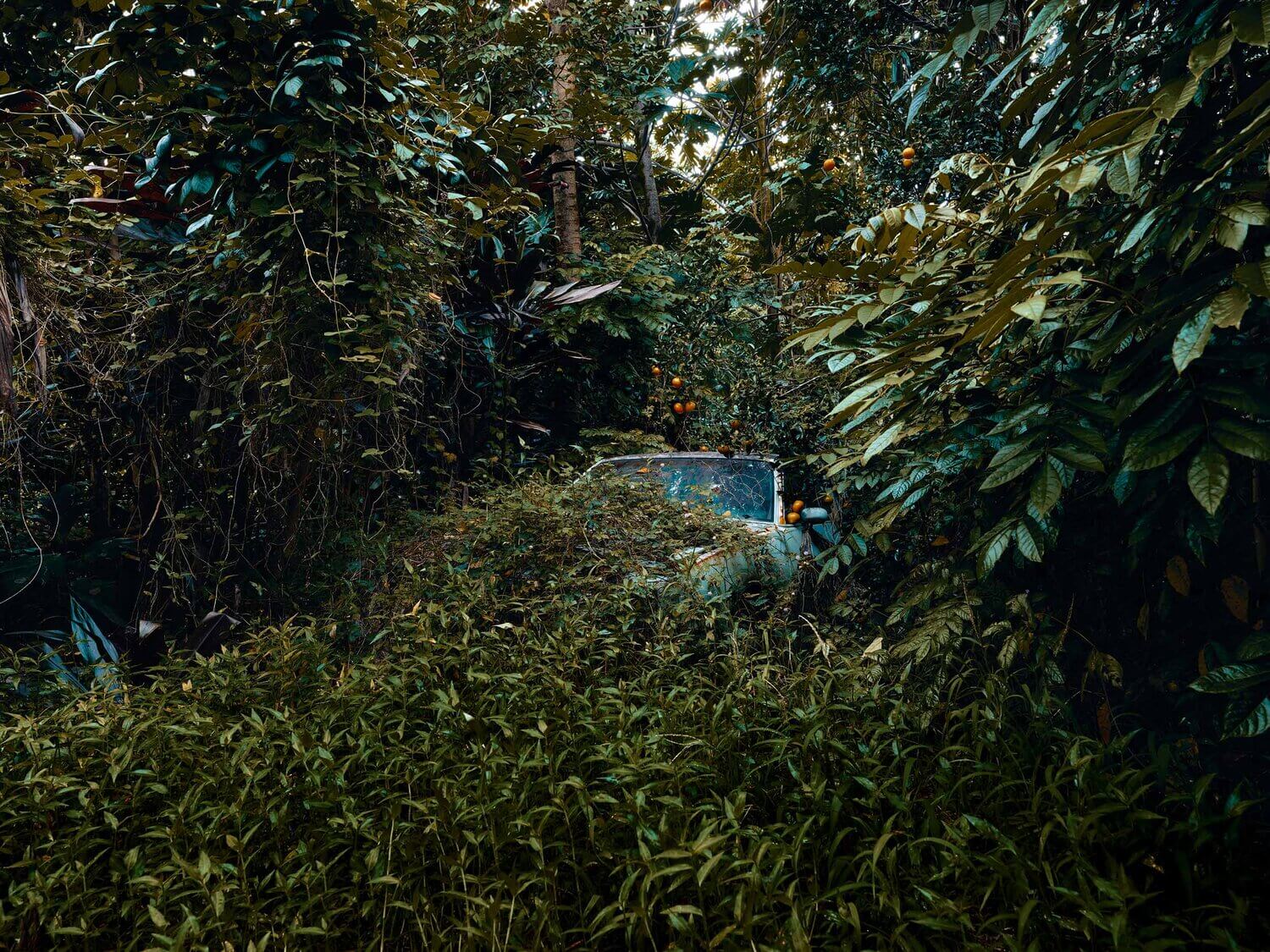 La fotografía de coches tragados por la naturaleza de Thomas Strogalski