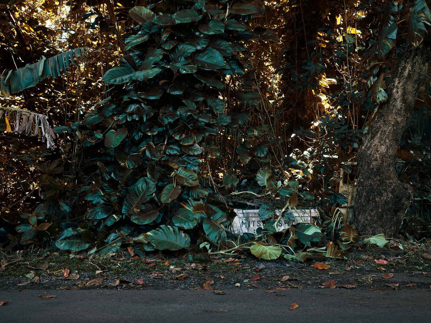 FOTOGRAFIA DE COCHES EN LA SELVA DE MAUI
