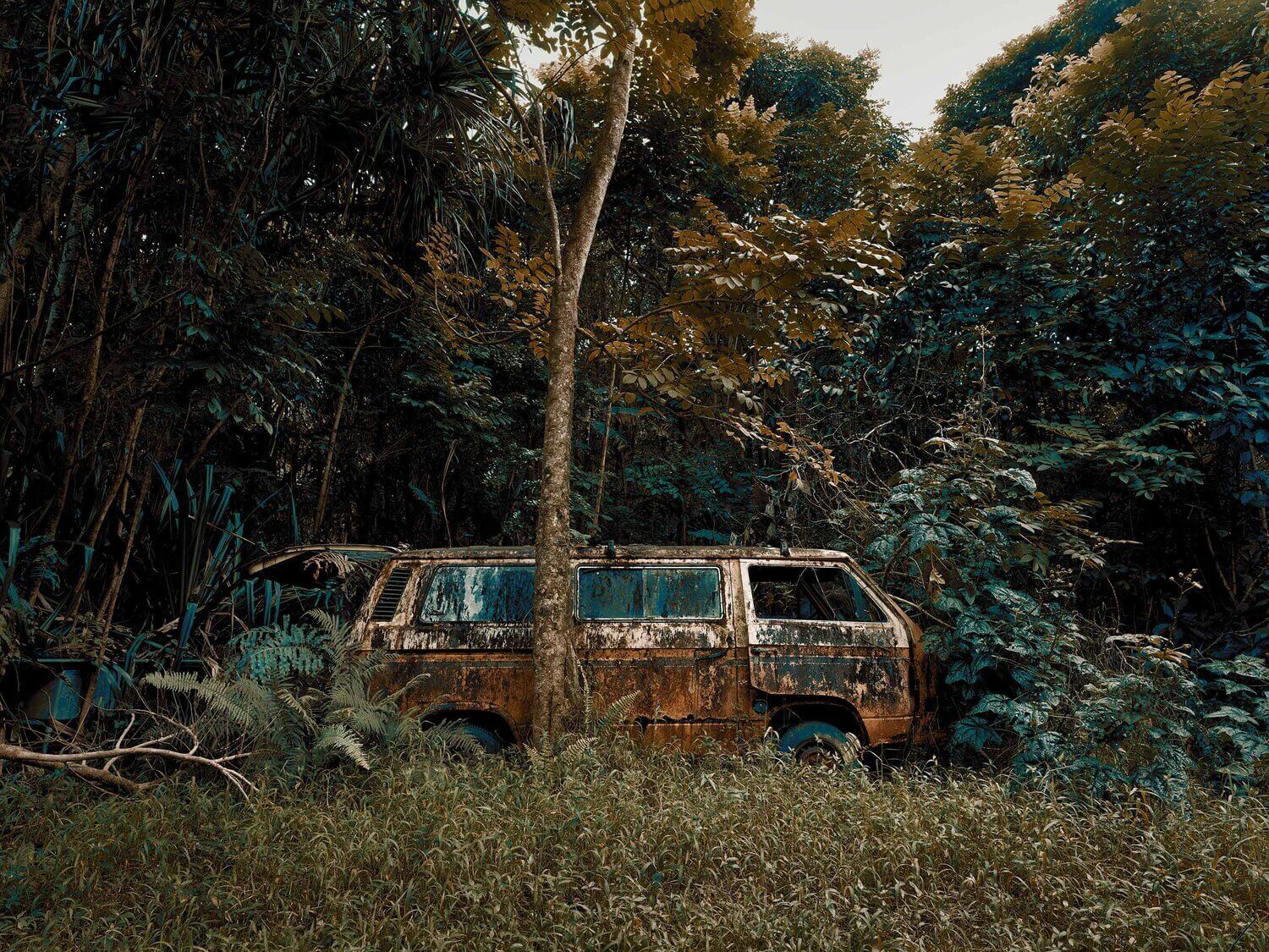 LA SELVA SE APODERA DE LOS COCHES ABANDONADOS