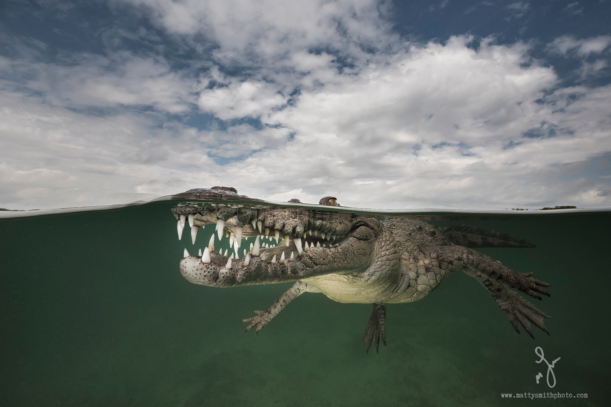 cocodrillo por mitty smith