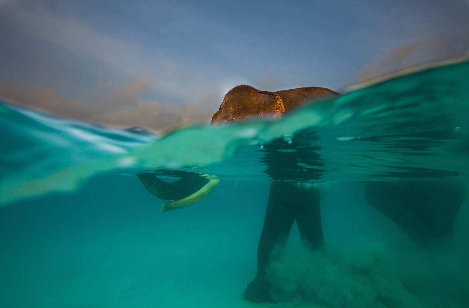 elefante en el agua fotografia de animales