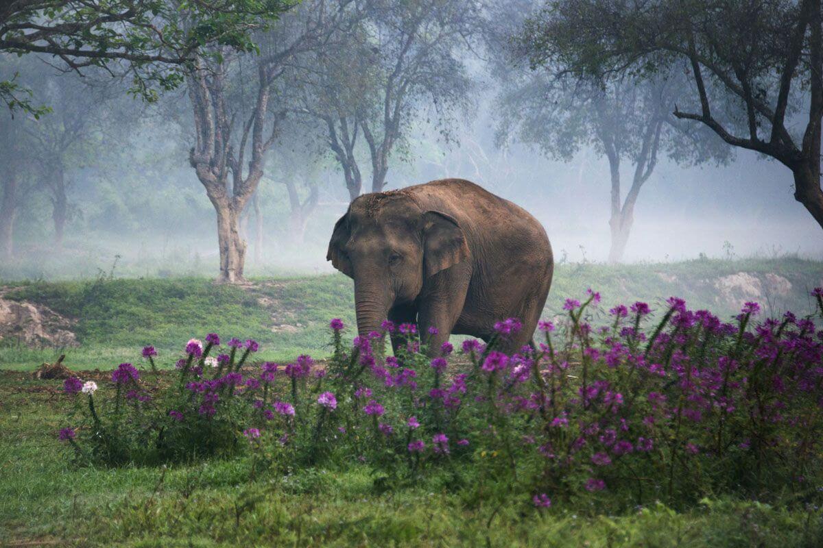 lefantes de la fotografia de animales de annete bonnier