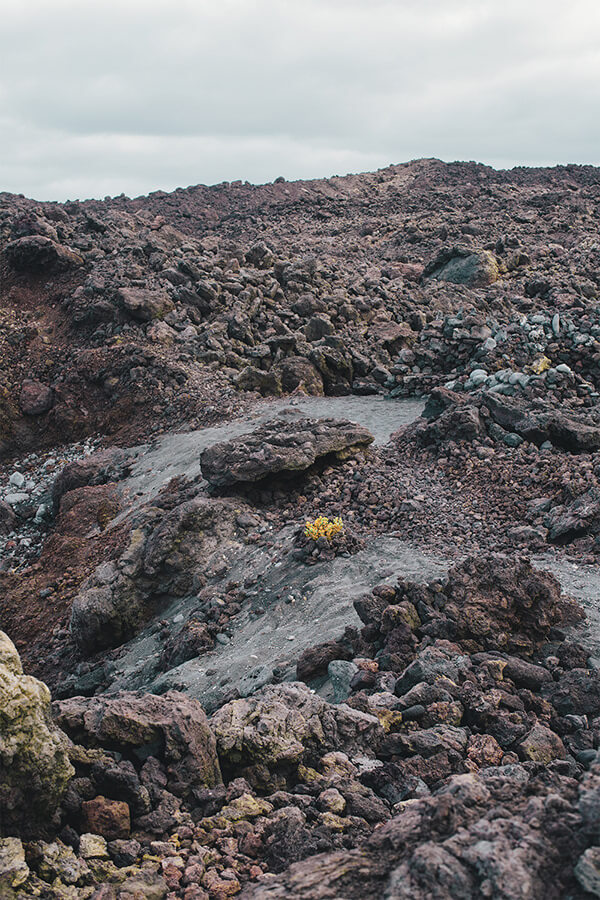 florece magma zonca