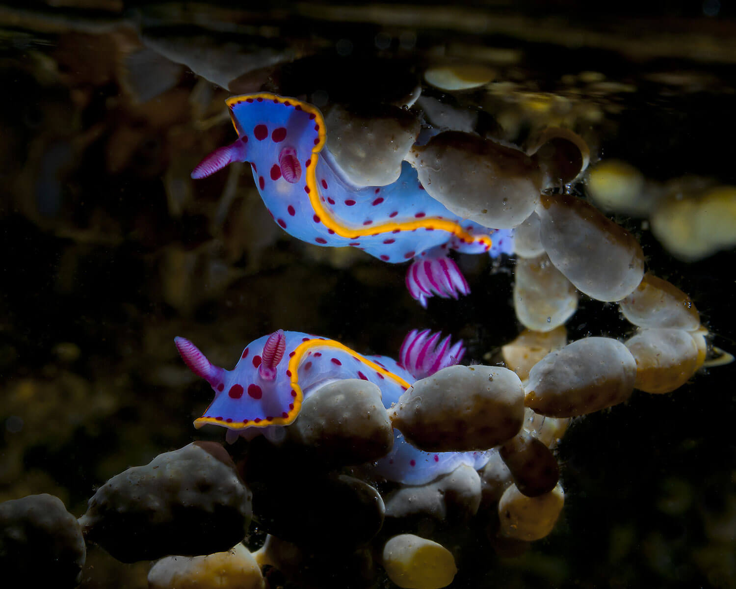 fotografa de animales mitty smith