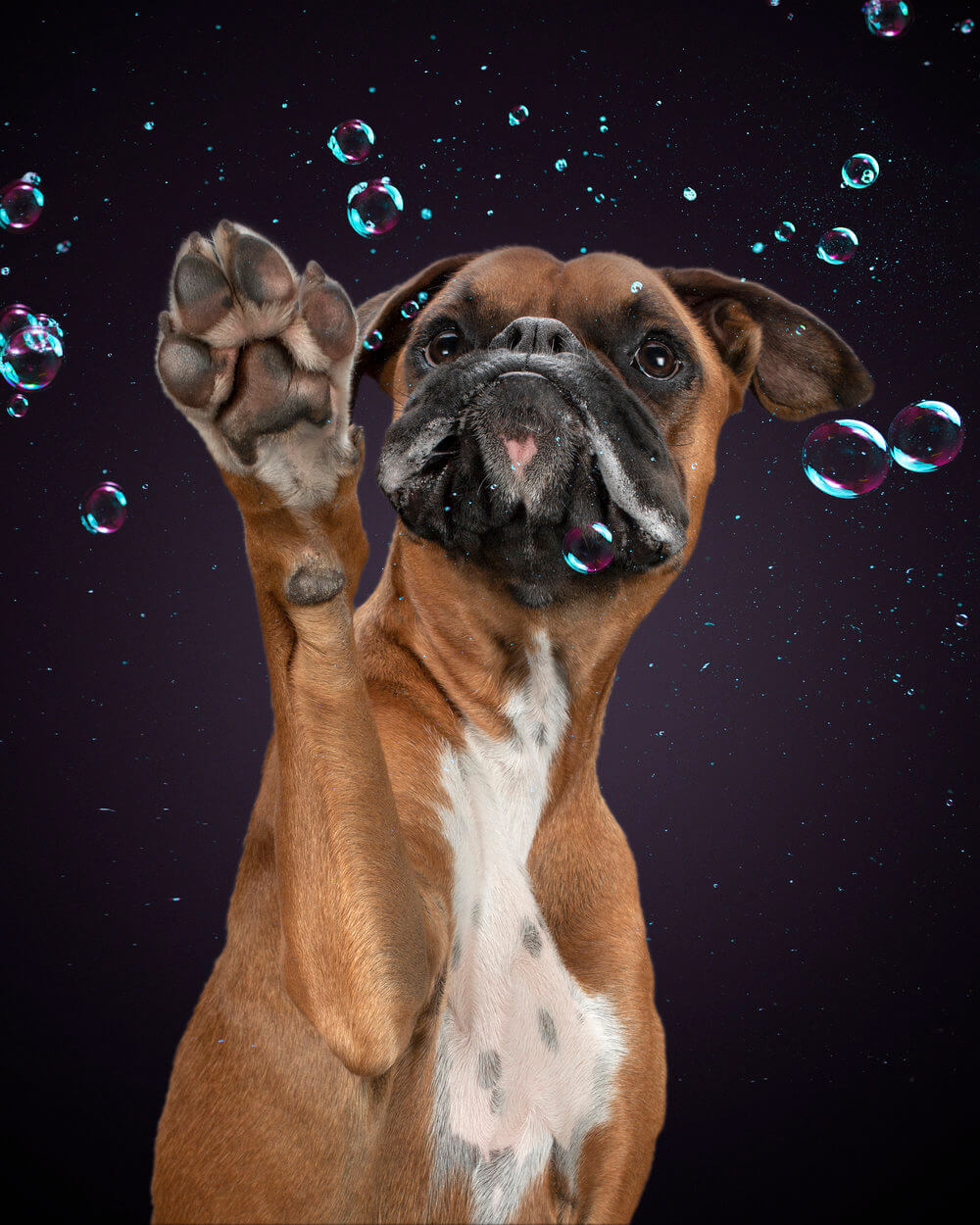 fotografia de mascotas belinda richards