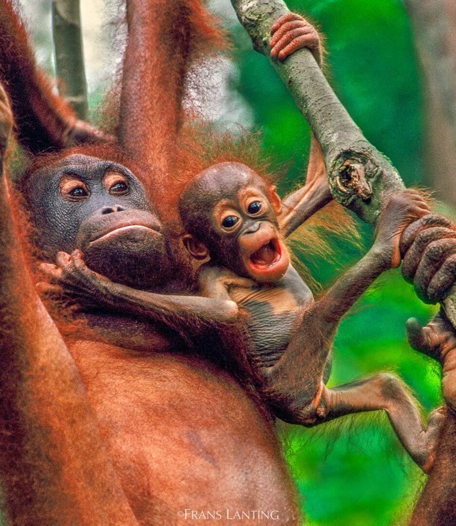 fotografo de animales salvajes Lanting