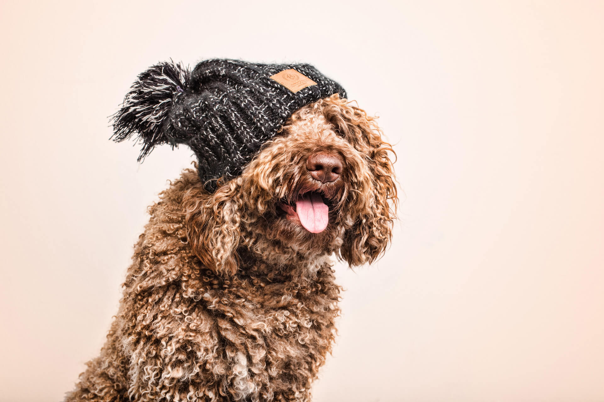 fotografo de mascotas santos roman