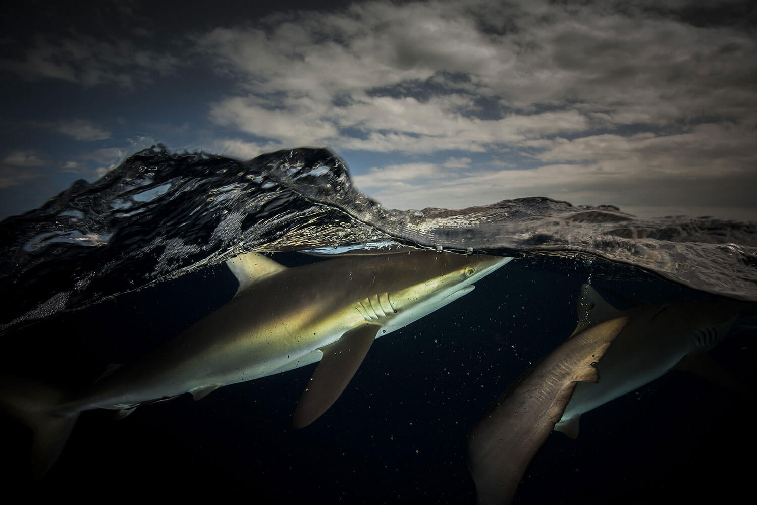 tiburon matty smith fotografia de animales