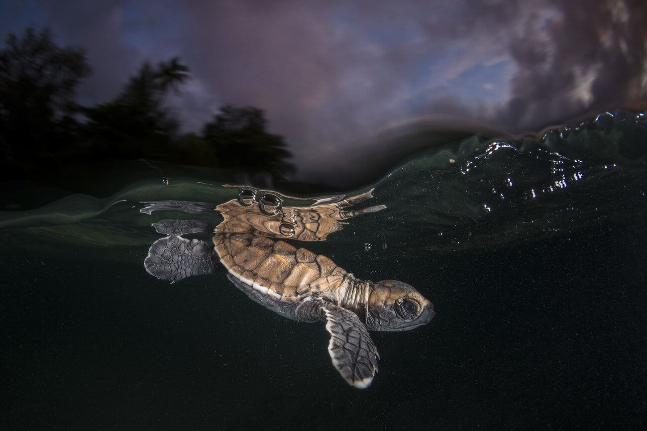 tortuga por el fotógrafo de animales mitty smith